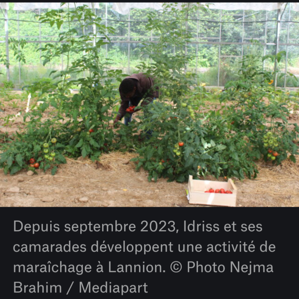 Serres saccagées et tags racistes : à Lannion, un agriculteur immigré fait face à une violence décomplexée