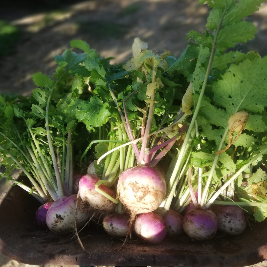 La sécurité sociale alimentaire, encore une belle idée pour que rien ne change
