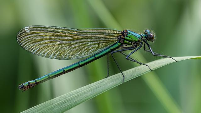 Les eaux douces menacées : 24 % des espèces au bord de l’extinction à cause de la pollution et des barrages