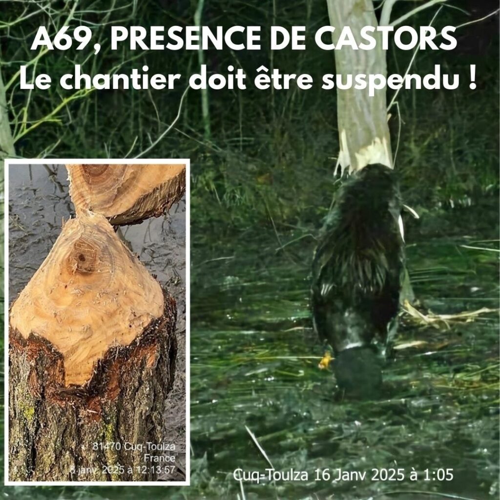 A69 – La présence de castors européen pourrait permettre la suspension du chantier.