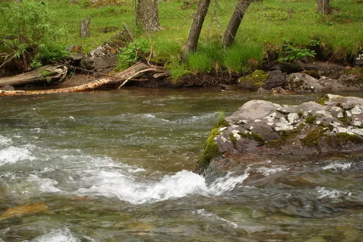  » Des milliers de poissons morts  » dans une rivière en Alsace